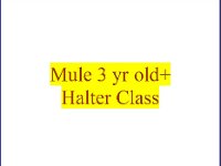 3 Yr Old Mule Halter Class